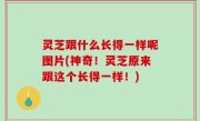 灵芝跟什么长得一样呢图片(神奇！灵芝原来跟这个长得一样！)