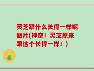 灵芝跟什么长得一样呢图片(神奇！灵芝原来跟这个长得一样！)