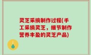 灵芝采摘制作过程(手工采摘灵芝，细节制作营养丰盈的灵芝产品)