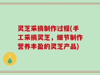 灵芝采摘制作过程(手工采摘灵芝，细节制作营养丰盈的灵芝产品)