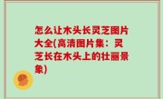 怎么让木头长灵芝图片大全(高清图片集：灵芝长在木头上的壮丽景象)