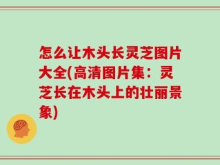 怎么让木头长灵芝图片大全(高清图片集：灵芝长在木头上的壮丽景象)