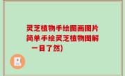 灵芝植物手绘图画图片简单手绘灵芝植物图解  一目了然)