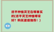 遂平种植灵芝在哪里买的(遂平灵芝种植哪家好？购买渠道推荐！)