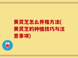 黄灵芝怎么养殖方法(黄灵芝的种植技巧与注意事项)