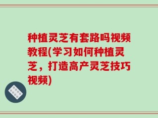 种植灵芝有套路吗视频教程(学习如何种植灵芝，打造高产灵芝技巧视频)