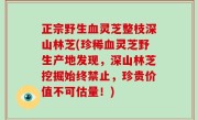 正宗野生血灵芝整枝深山林芝(珍稀血灵芝野生产地发现，深山林芝挖掘始终禁止，珍贵价值不可估量！)