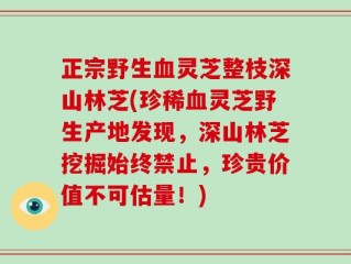 正宗野生血灵芝整枝深山林芝(珍稀血灵芝野生产地发现，深山林芝挖掘始终禁止，珍贵价值不可估量！)