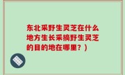 东北采野生灵芝在什么地方生长采摘野生灵芝的目的地在哪里？)