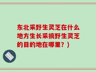 东北采野生灵芝在什么地方生长采摘野生灵芝的目的地在哪里？)