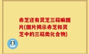 赤芝还有灵芝三萜嘛图片(图片揭示赤芝和灵芝中的三萜类化合物)
