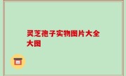 灵芝孢子实物图片大全大图