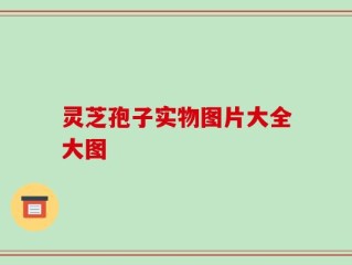 灵芝孢子实物图片大全大图