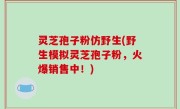 灵芝孢子粉仿野生(野生模拟灵芝孢子粉，火爆销售中！)