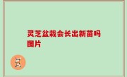 灵芝盆栽会长出新苗吗图片