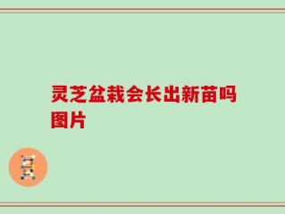 灵芝盆栽会长出新苗吗图片