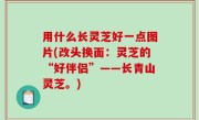用什么长灵芝好一点图片(改头换面：灵芝的“好伴侣”——长青山灵芝。)