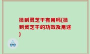 捡到灵芝干有用吗(捡到灵芝干的功效及用途)