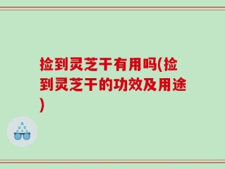 捡到灵芝干有用吗(捡到灵芝干的功效及用途)