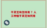 干灵芝块怎样用 ？人工种植干灵芝如何用
