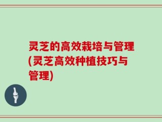 灵芝的高效栽培与管理(灵芝高效种植技巧与管理)
