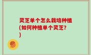 灵芝单个怎么栽培种植(如何种植单个灵芝？)