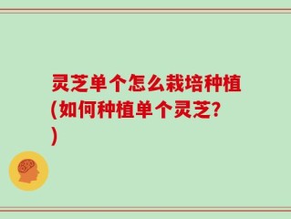 灵芝单个怎么栽培种植(如何种植单个灵芝？)