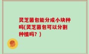 灵芝菌包能分成小块种吗(灵芝菌包可以分割种植吗？)