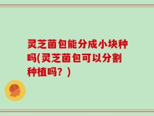 灵芝菌包能分成小块种吗(灵芝菌包可以分割种植吗？)