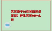 灵芝孢子长在背面还是正面？野生灵芝长什么样