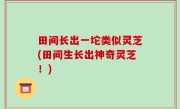 田间长出一坨类似灵芝(田间生长出神奇灵芝！)