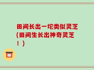 田间长出一坨类似灵芝(田间生长出神奇灵芝！)