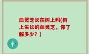 血灵芝长在树上吗(树上生长的血灵芝，你了解多少？)