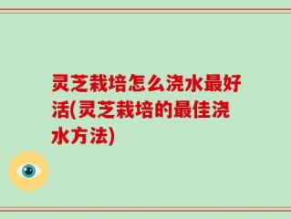 灵芝栽培怎么浇水最好活(灵芝栽培的最佳浇水方法)