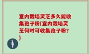 室内栽培灵芝多久能收集孢子粉(室内栽培灵芝何时可收集孢子粉？)