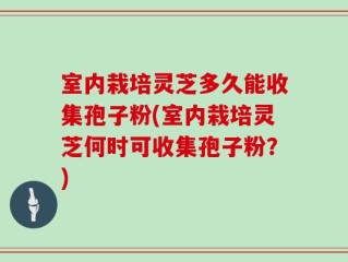 室内栽培灵芝多久能收集孢子粉(室内栽培灵芝何时可收集孢子粉？)