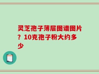 灵芝孢子薄层图谱图片？10克孢子粉大约多少
