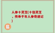 人参十灵芝(十倍灵芝，传承千年人参奇遇记)