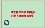 灵芝孢子显微简图(灵芝孢子显微图解析)