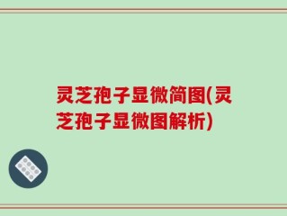 灵芝孢子显微简图(灵芝孢子显微图解析)