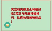 灵芝和天麻怎么种植好吃(灵芝与天麻种植技巧，让你收获美味佳品)