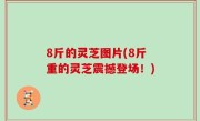 8斤的灵芝图片(8斤重的灵芝震撼登场！)