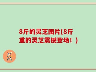 8斤的灵芝图片(8斤重的灵芝震撼登场！)