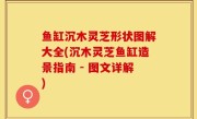鱼缸沉木灵芝形状图解大全(沉木灵芝鱼缸造景指南 - 图文详解)