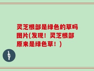 灵芝根部是绿色的草吗图片(发现！灵芝根部原来是绿色草！)