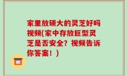 家里放硕大的灵芝好吗视频(家中存放巨型灵芝是否安全？视频告诉你答案！)