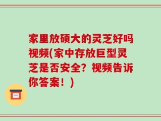 家里放硕大的灵芝好吗视频(家中存放巨型灵芝是否安全？视频告诉你答案！)