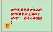 紫色的灵芝是什么品种图片(紫色灵芝是哪个品种？：品种识别图解)