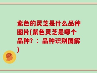 紫色的灵芝是什么品种图片(紫色灵芝是哪个品种？：品种识别图解)