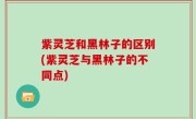 紫灵芝和黑林子的区别(紫灵芝与黑林子的不同点)